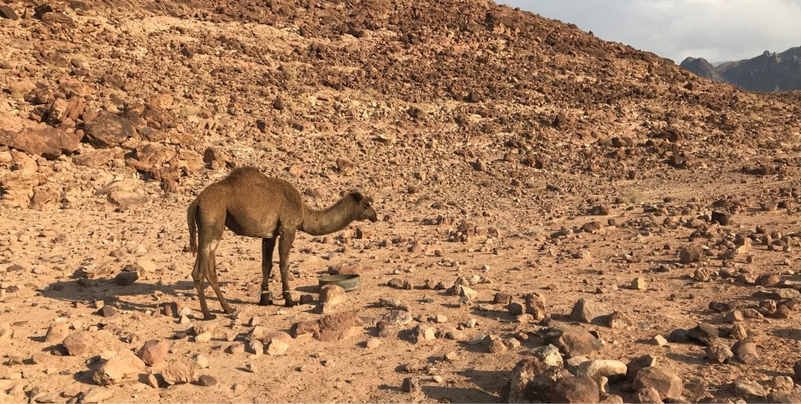 Jordan Trail - camel alert.
