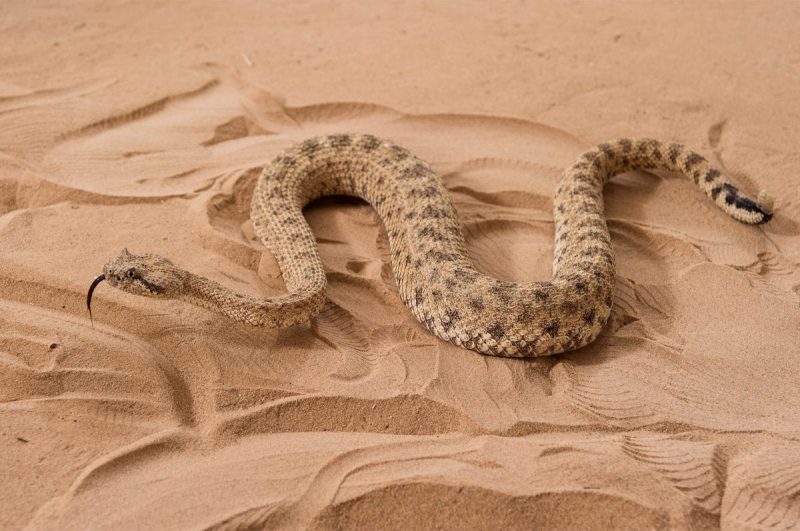 What to do if you get bitten by a snake? » Omakase