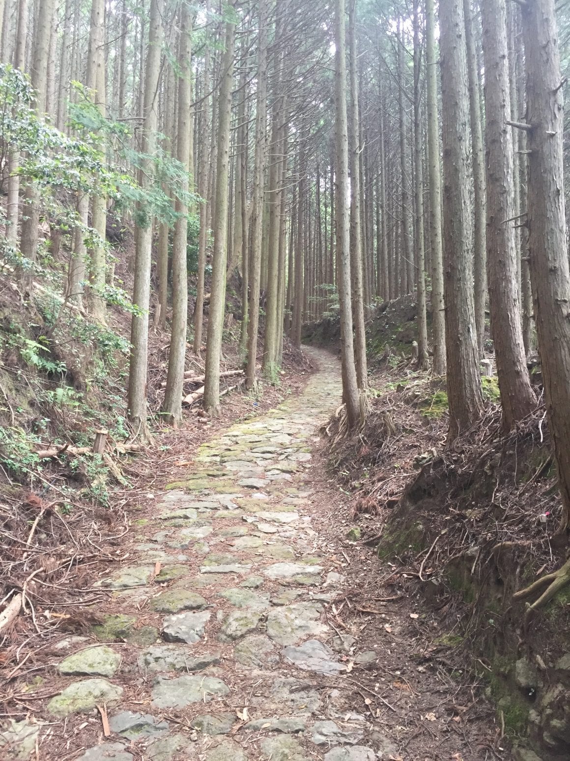 Kumano Kodo Beautiful Roads
