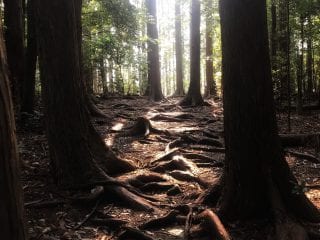 Nakahechi magical forest